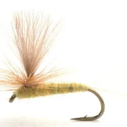 Umpqua Sulphurea Krok12