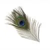 Veniard Peacock Eyefeather 1 Veniard Peacock Eyefeather -Vision Butikk Peacock eye