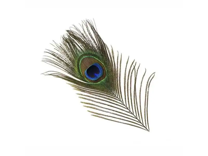 Veniard Peacock Eyefeather 3 Veniard Peacock Eyefeather