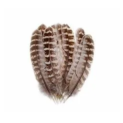 Veniard Hen Pheasant Wings Quills