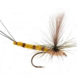 Guideline GL Vulgata Dun Krok 10